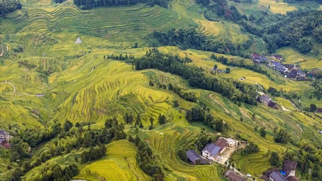 新化县紫鹊界梯田景区,渐次成熟的稻谷为梯田披上了层层金甲,景美如画