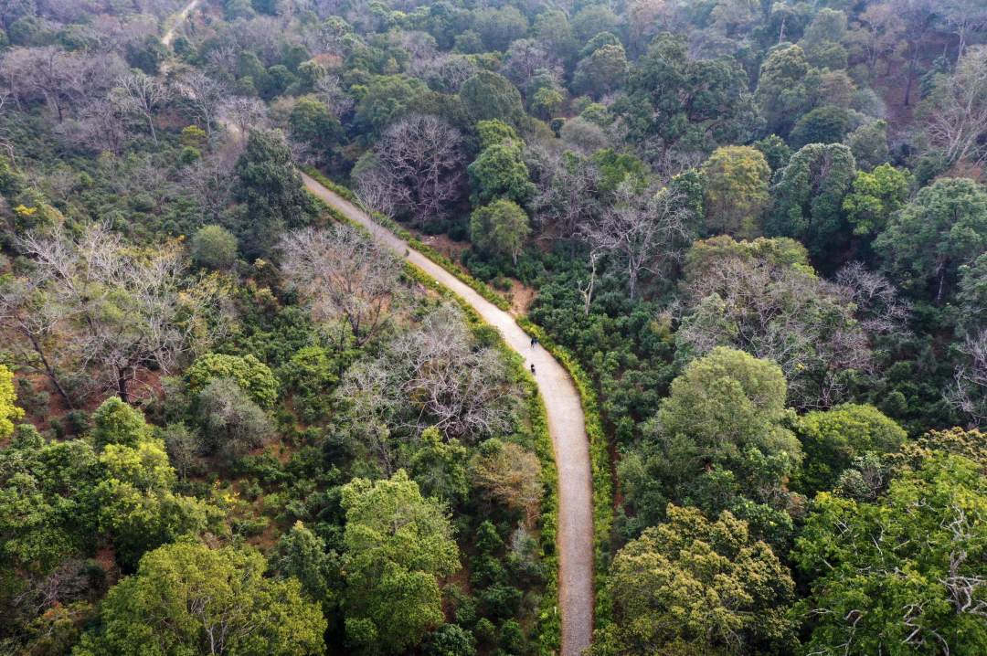 "普洱景迈山古茶林文化景观"列入《世界遗产名录》|普洱市_新浪财经