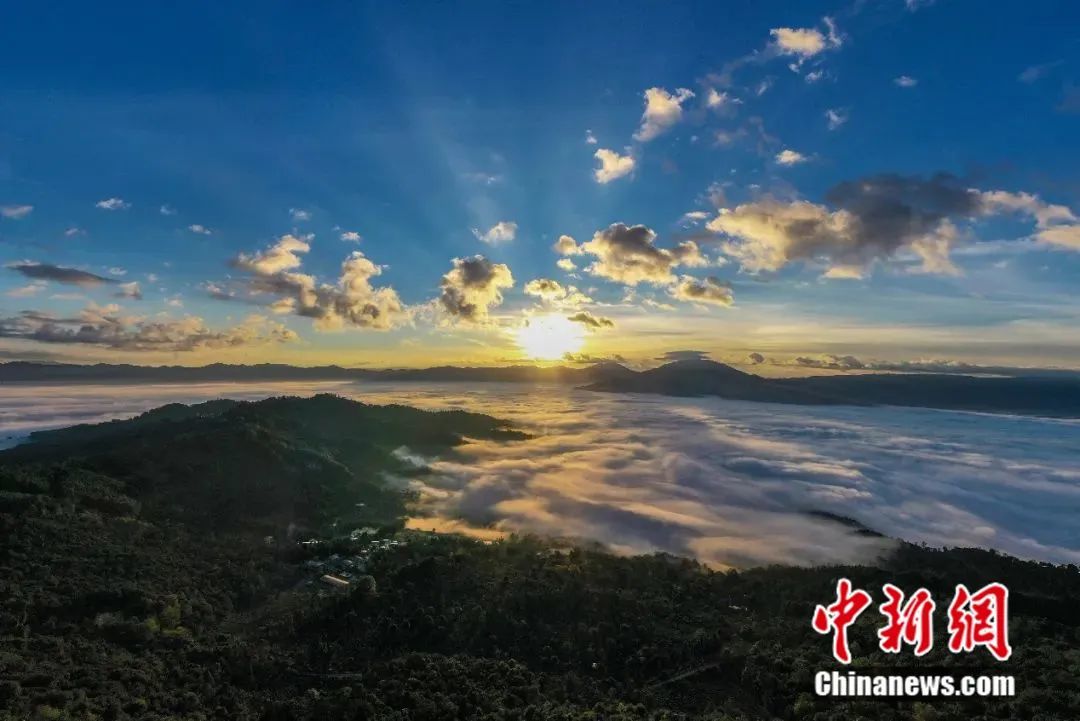 景迈山古茶林,申遗成功!|普洱市_新浪财经_新浪网