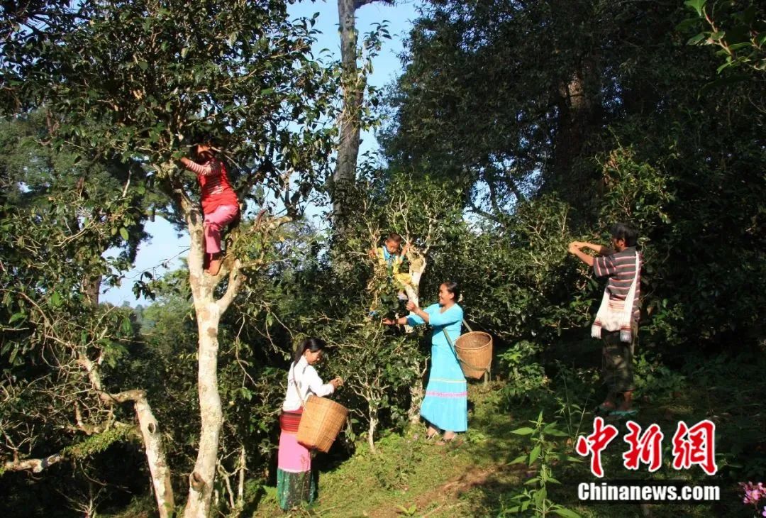 普洱景迈山当地民众采茶.谭春 摄