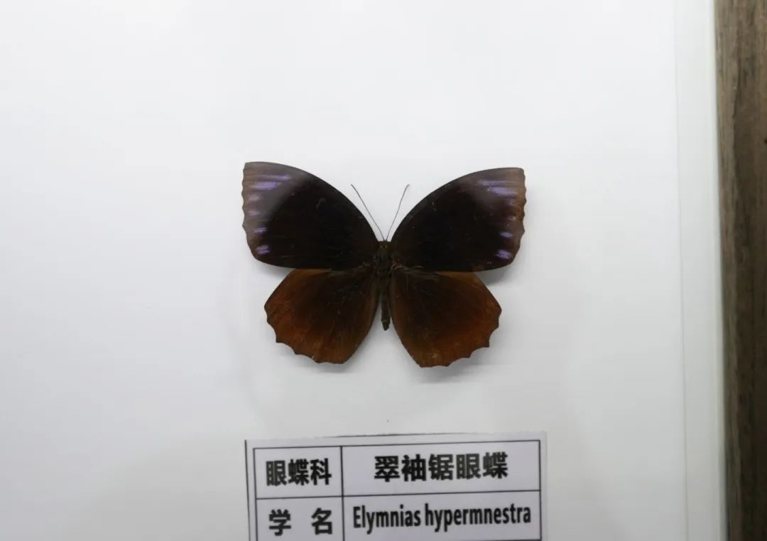 别名紫蛇目蝶,椰眼蝶,常见于雷州市龙门镇,广东海洋大学和南亚热带