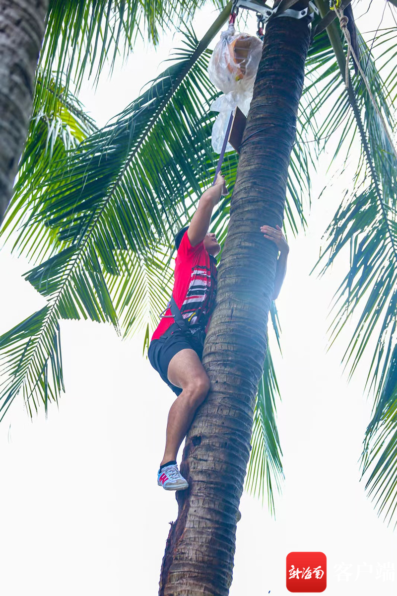 看海南爬椰子树比赛有多激烈|三亚市_新浪财经_新浪网