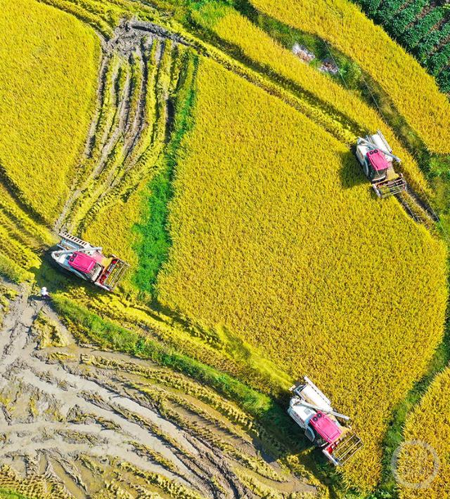 《高山优质水稻喜获丰收》组照五 刘辉 摄