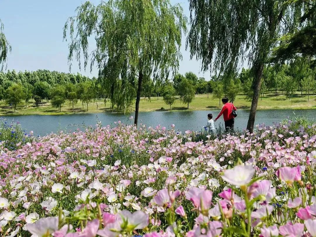 菏泽七里河湿地公园