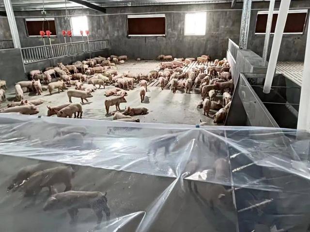 甘肃古浪：开展现代肉羊工业助力村庄复兴