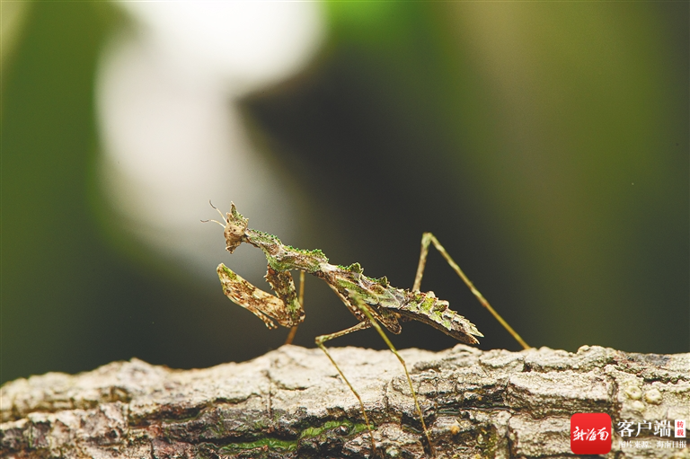 在树枝上伺机而动的海南角螳若虫.图片由葛阳提供