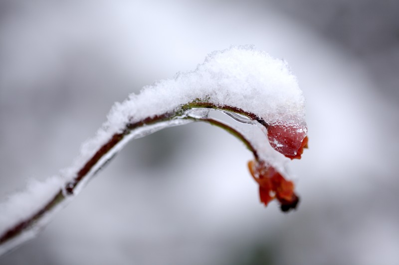 谷歌發(fā)布WebP圖像格式或引發(fā)移動(dòng)互聯(lián)網(wǎng)革新