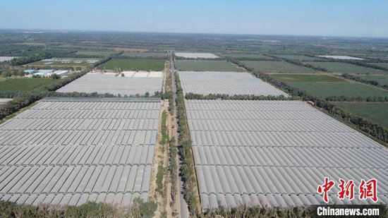 鸟瞰冬枣基地.张凯 摄