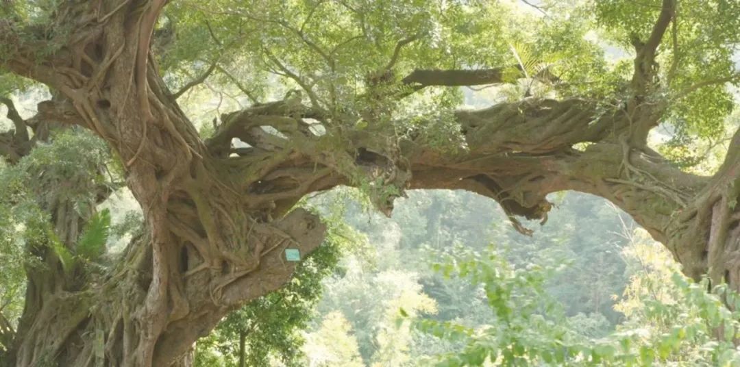 闽侯县青口镇东台村树龄1516年的"榕树王" 闽侯县融媒体中心/图