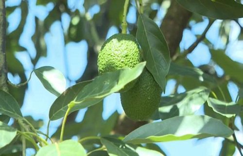 【网评大赛】彩云网评:从孟连牛油果走俏谈绿美乡村建设