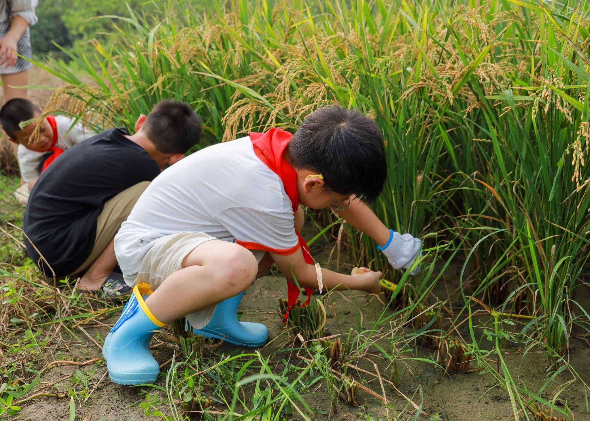 上了一堂特别的田间课,引导学生在充分体验和享受丰收的同时,增长劳动
