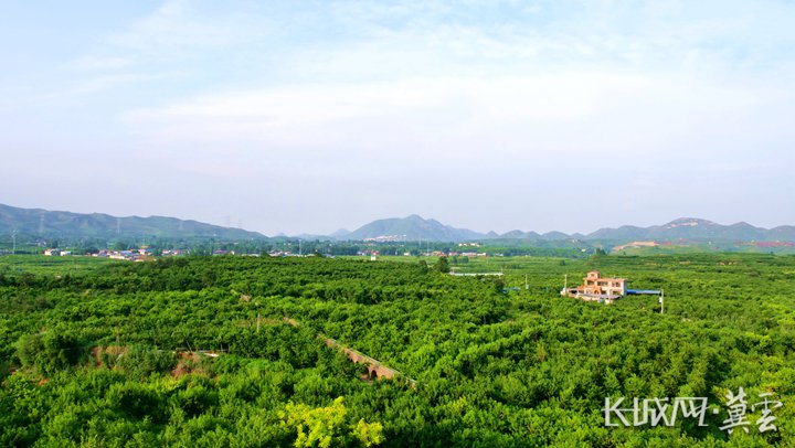 顺平县桃种植面积14万亩,亩均桃产量5000斤左右.