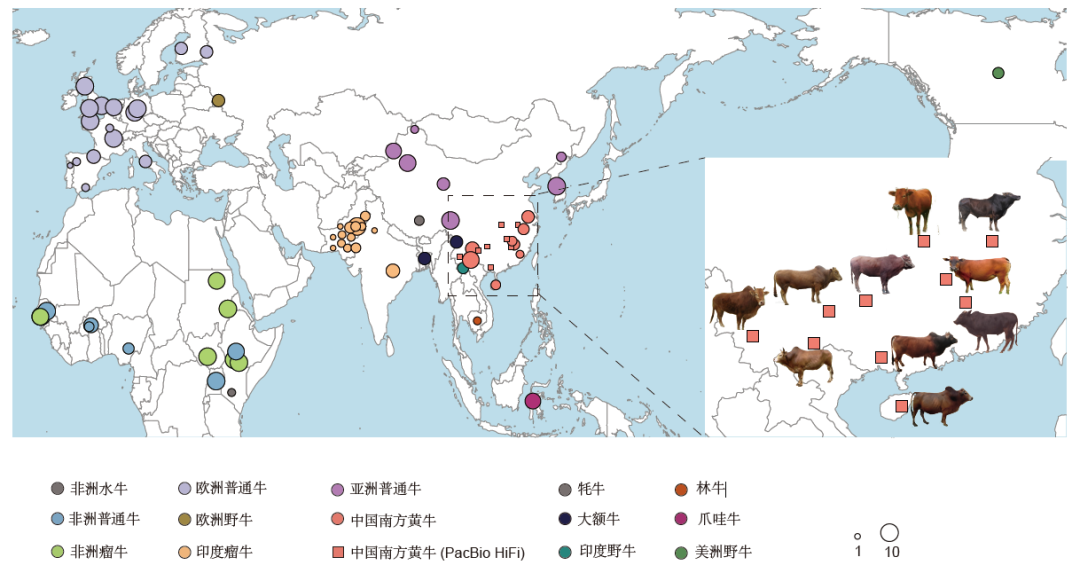 姜雨教授团队揭示了中国南方黄牛竟然是来自五种以上不同野牛的曰交