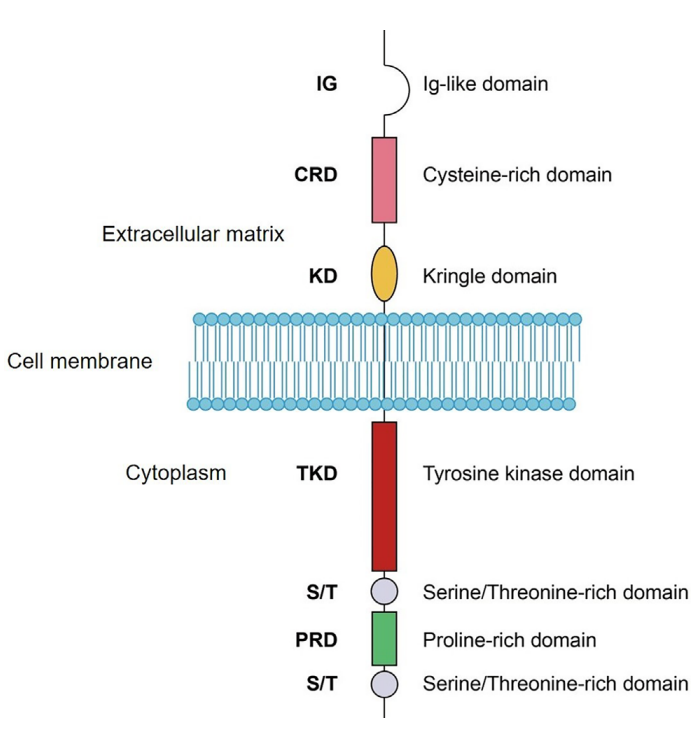 【关注】ror1靶向adc的研究进展|肿瘤_新浪财经_新浪网