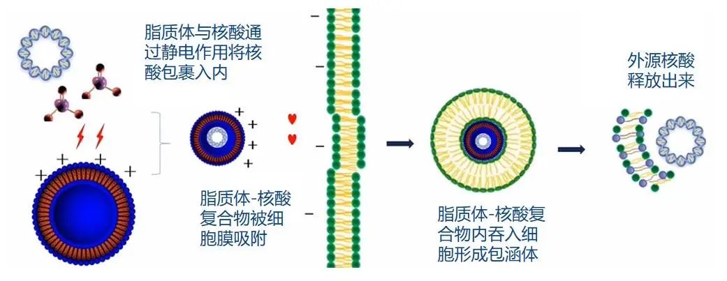 图1. 脂质体转染原理