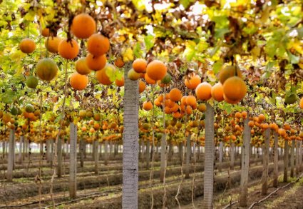 满园春瓜蒌种植基地(倪五九/摄)