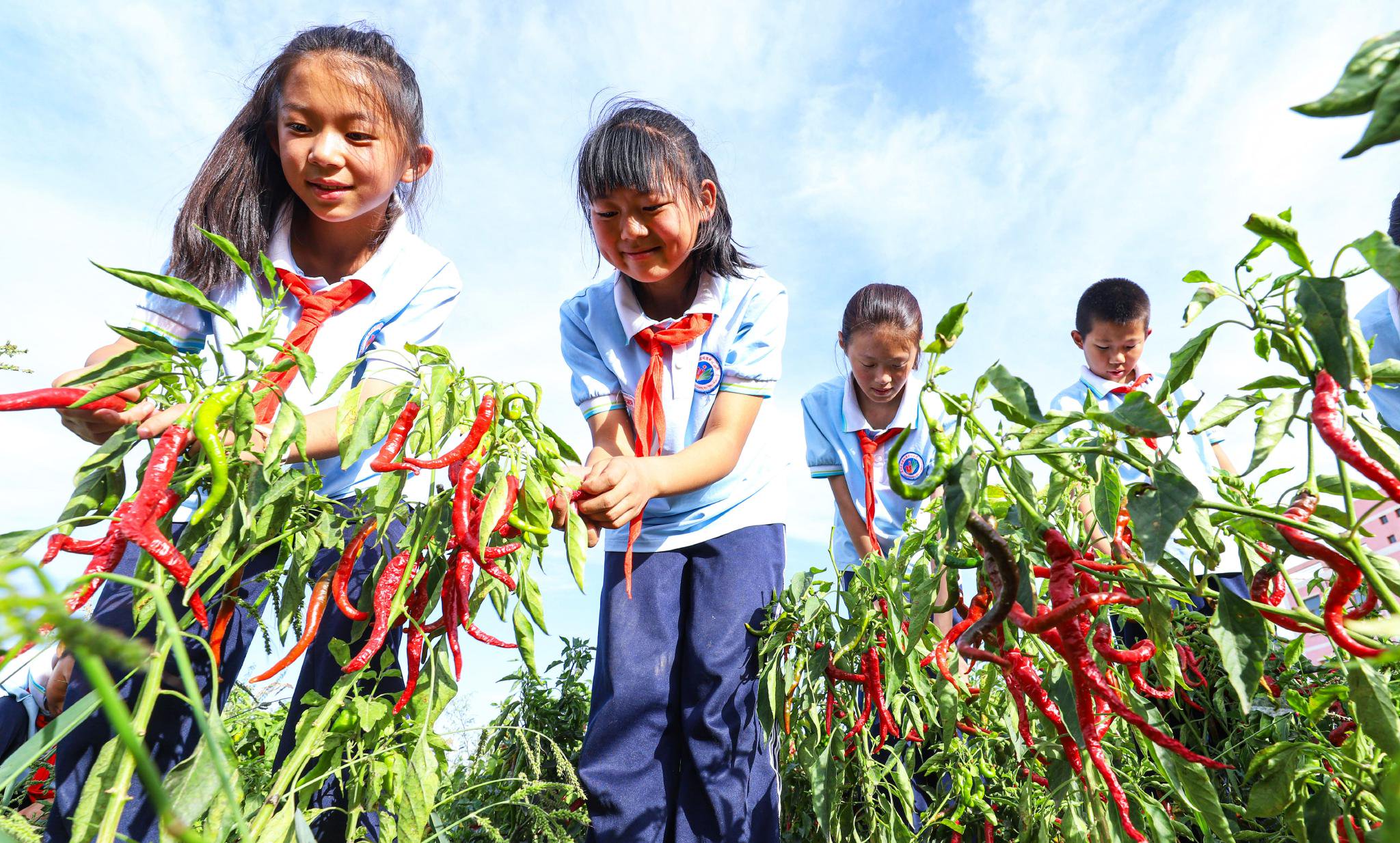 高台县骆驼城镇中心小学学生采摘成熟辣椒.王将摄