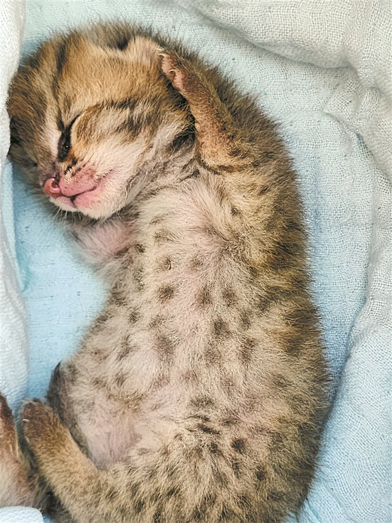 目前,这只豹猫幼崽已被送往深圳市野生动物救护中心进行救护.