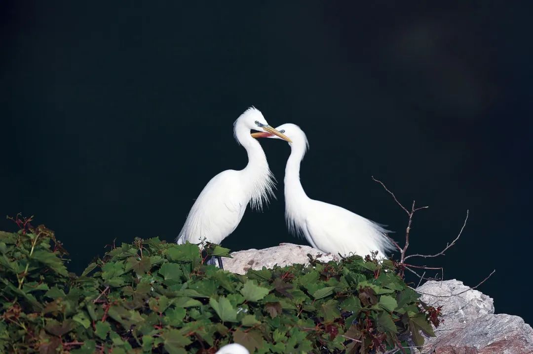 黄嘴白鹭(王小平&nbsp;摄)