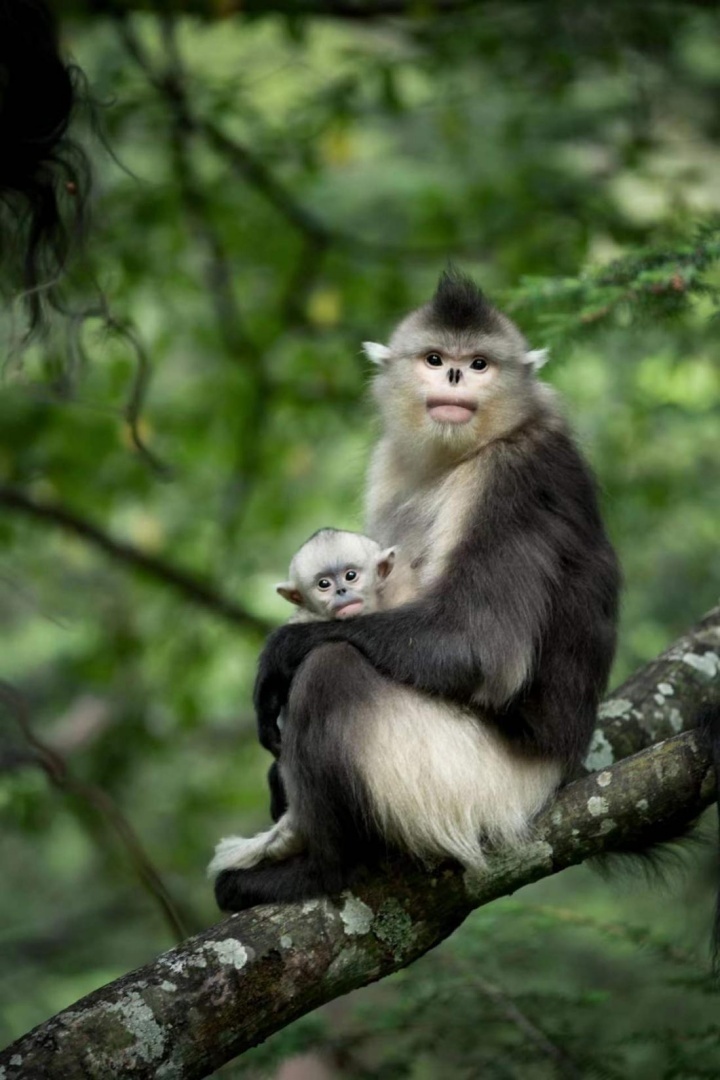 滇金丝猴.李建生摄