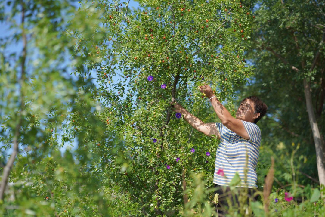 河北内丘:中药种植开辟群众增收新路子