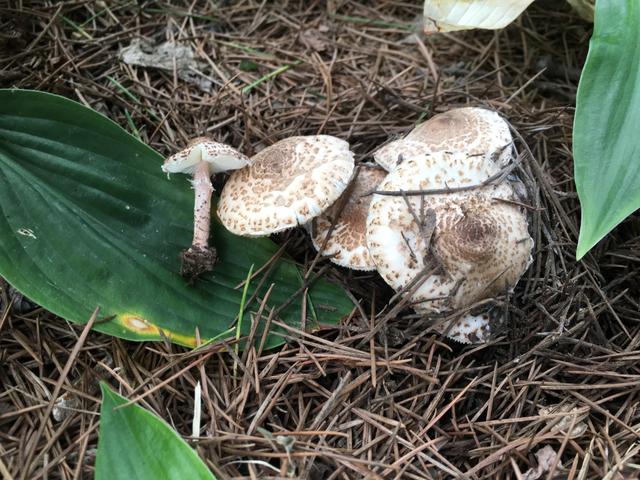 通州两人采食野生毒蘑菇中毒,这份北京"毒菇档案"收好了|毒蘑菇_新浪