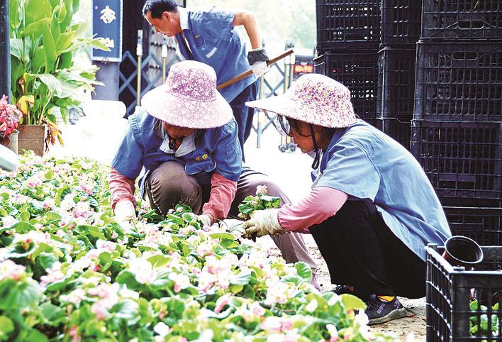 9月19日,园艺工人在金山公园布置观赏植物. 徐丹霞 李斌 摄