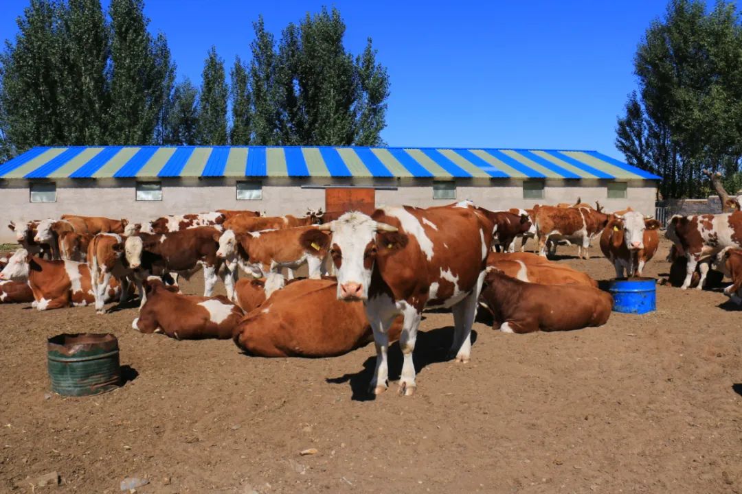 内蒙古巴林右旗:大力发展绿色高效畜牧业 以产业振兴促乡村全面振兴