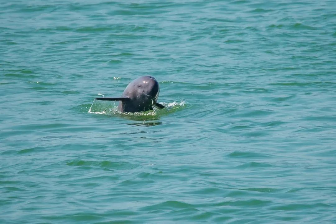 江豚的微笑 摄影:舒仁庆"江豚是长江里特有的物种,也是长江生态的