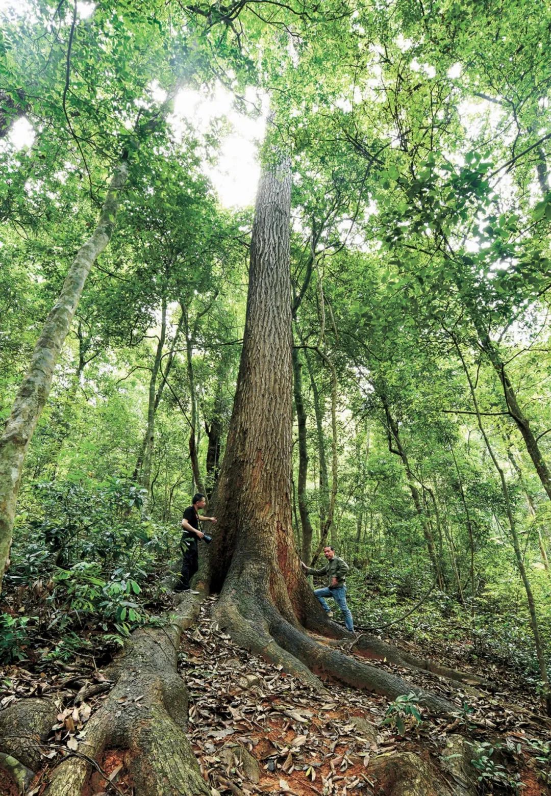 福建万木林:六百年演替书写的生态奇迹