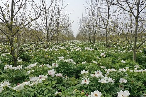 江苏新曹农场:昔日"剩余空间" 今朝"金角银边"|江苏省_新浪财经_新浪