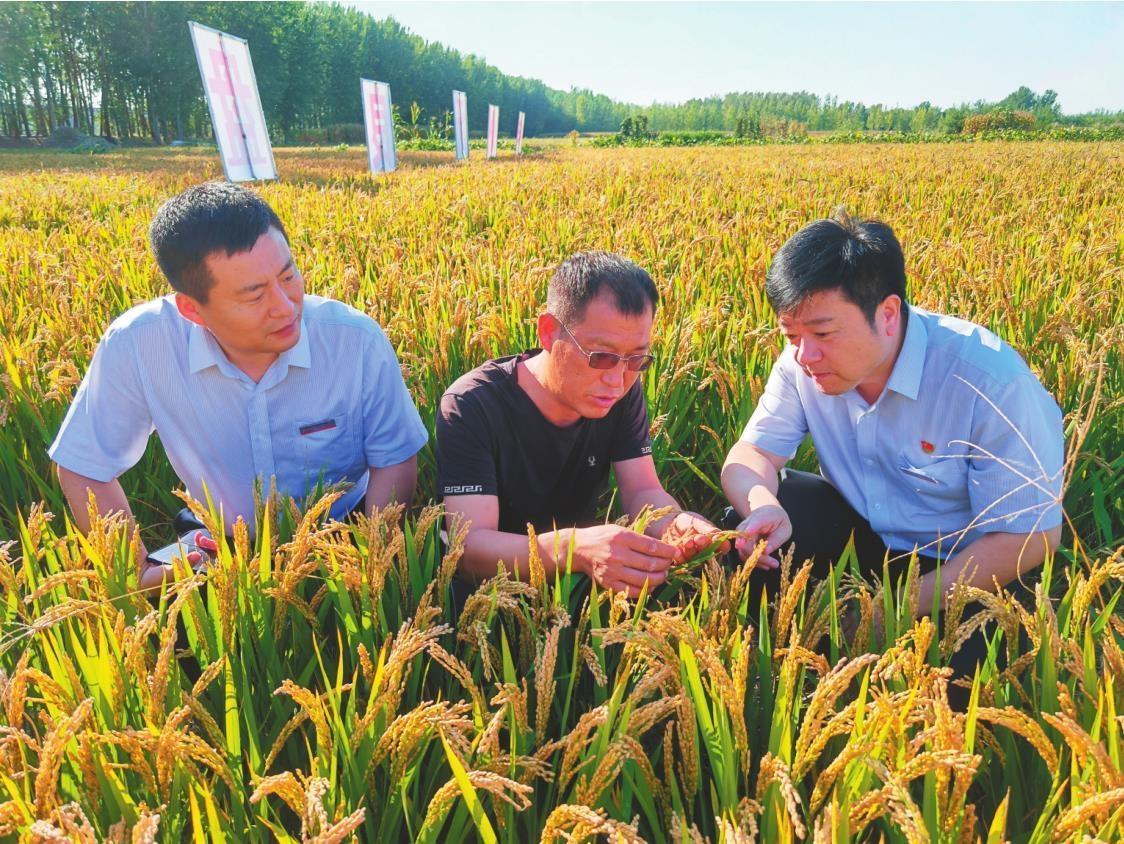 盛京银行业务人员走进田间地头了解水稻生长情况。（资料片）