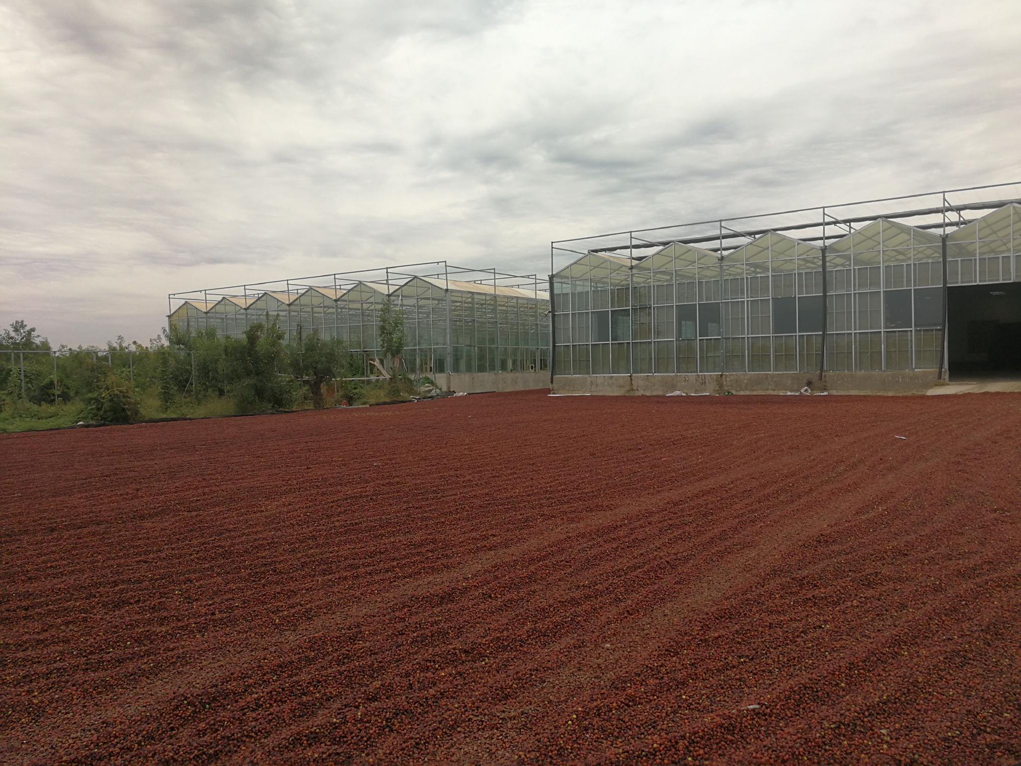 公司加基地加农户石家庄以岭药业帮扶易县农民把小酸枣做成富民大产业