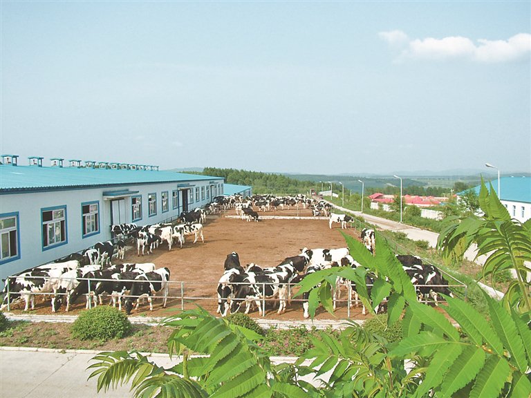 寒疆牧业现代化养牛场.本报记者 孙伟民摄