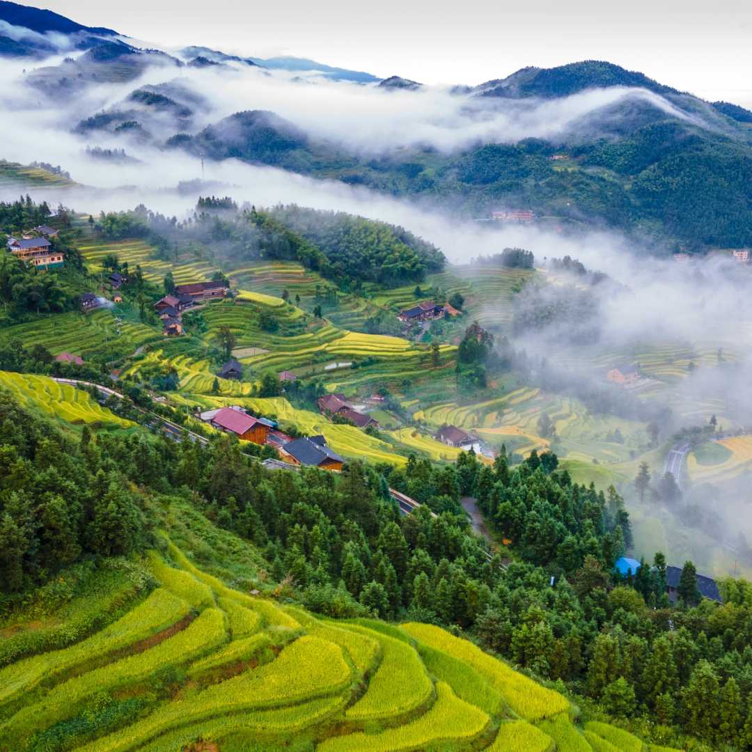 紫鹊界梯田秋景.曾文贵摄
