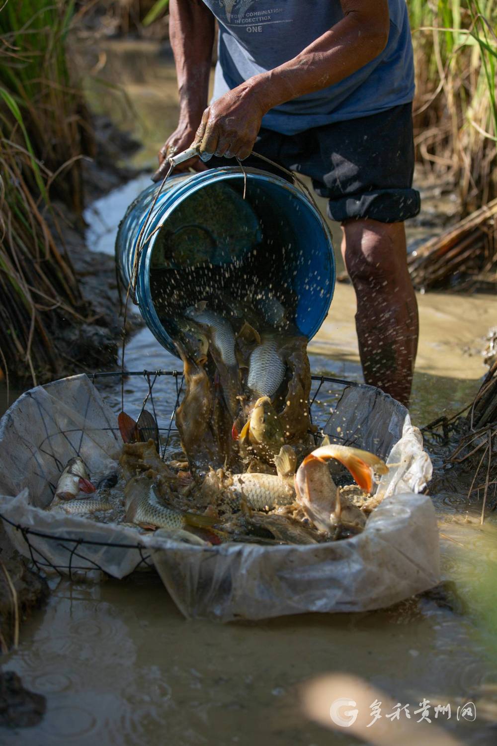 收获鱼满筐.黄晓海 摄