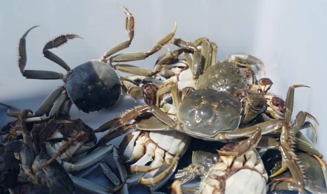 《航海王啟航》2周年慶典 點(diǎn)燃最強(qiáng)應(yīng)援