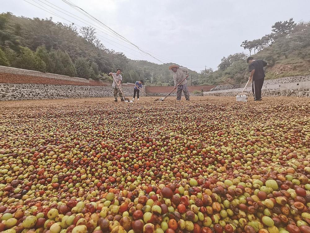 "小酸枣"变成"致富果"|迁安市_新浪财经_新浪网