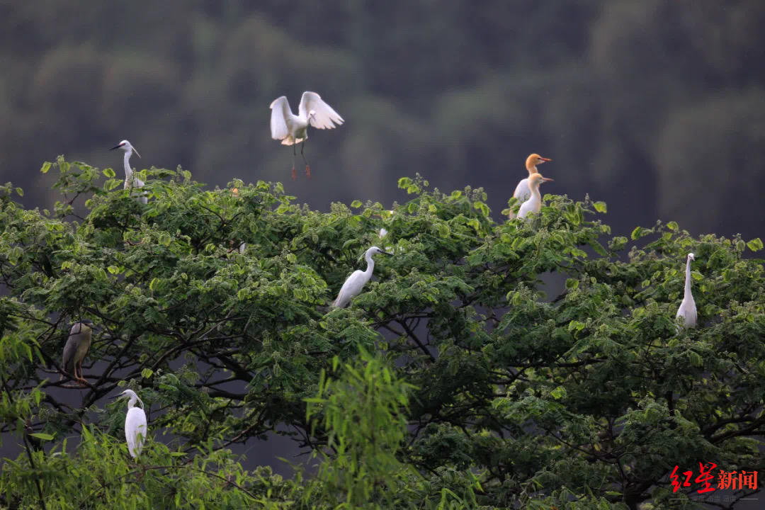 原來還能這么玩 《曙光破曉》奇趣BOSS登場