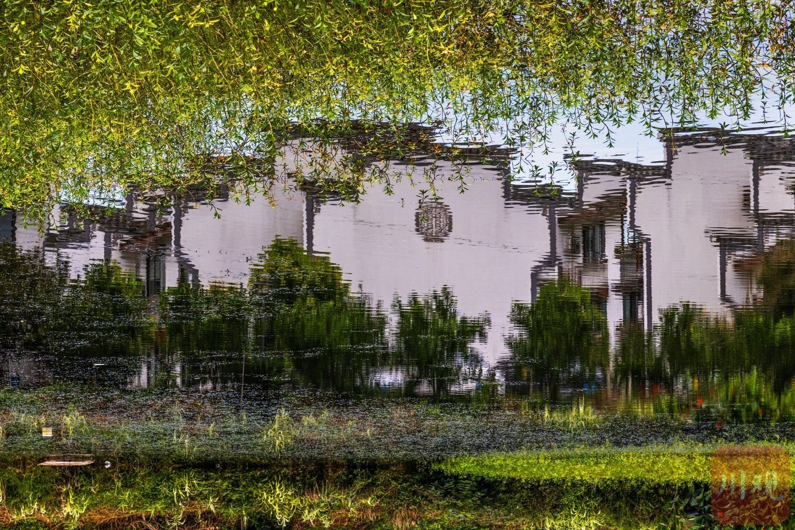 从空中俯瞰,铁牛村静静卧在成荫绿树,田田荷叶间