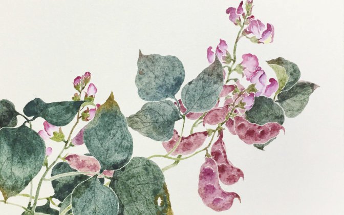 满架秋风扁豆花_新浪财经_新浪网