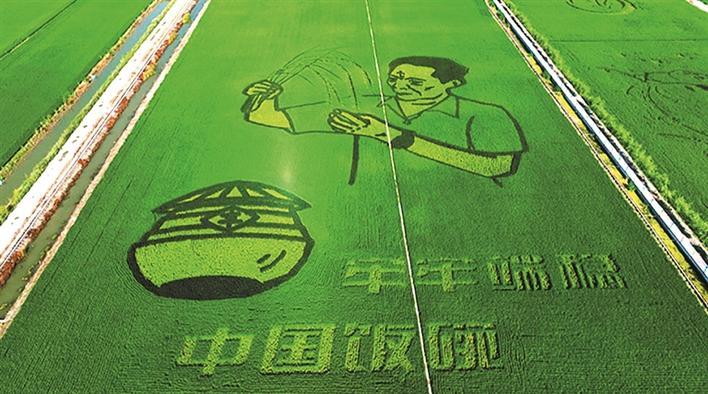 航拍四师六十八团"杂交水稻之父——袁隆平"主题稻田画(摄于7月18日).