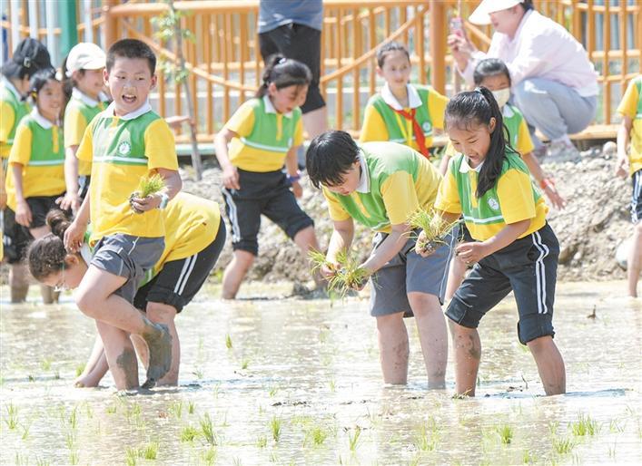 伊宁市第二小学的学生在四师六十八团三连的稻田地里插秧(摄于5月15日