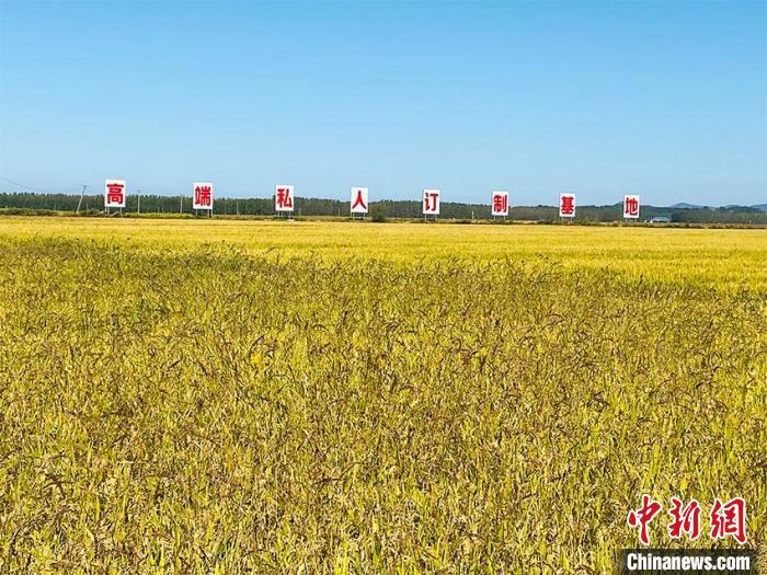 吉林市永吉县万昌镇吴家村水稻私人订制基地.李丹 摄