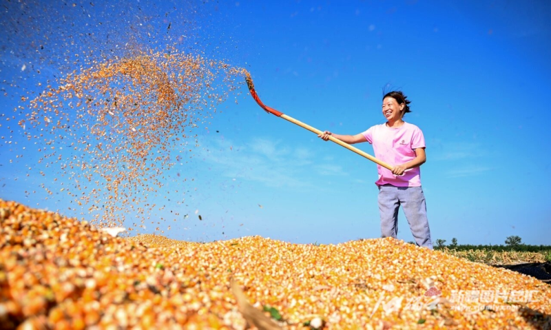 9月12日,在呼图壁县二十里店镇二十里店村,农民正在晾晒玉米.陶维明摄