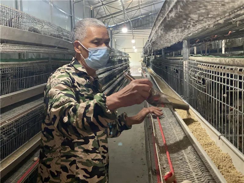 文竹镇纸社村鹧鸪养殖场工人在喂食鹧鸪 (记者&nbsp;何沈扬&nbsp; 摄)