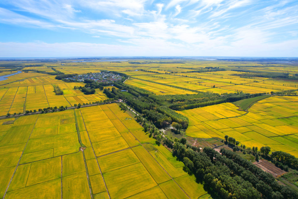 吉林省白城市镇赉县大屯镇英台村稻田 无人机航拍照片(2023年9月8日).