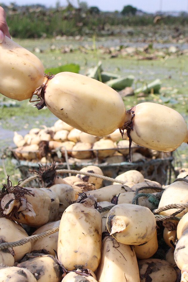 百县千村系列报道丨钱大妈助力洪湖莲藕产业升级从卖资源转型卖品牌