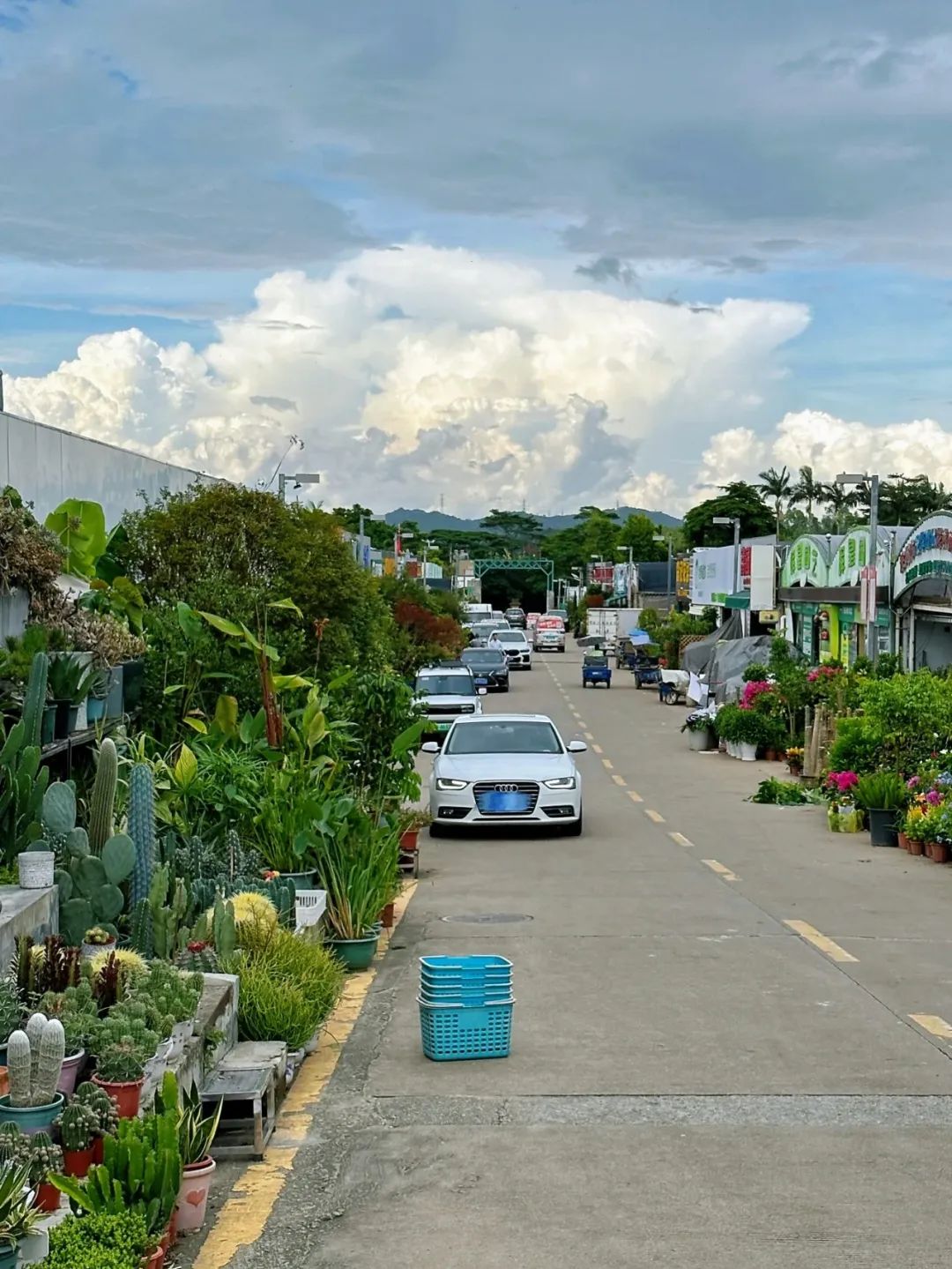 探深explore shenzhen|有一种热爱生活叫「花卉市场」
