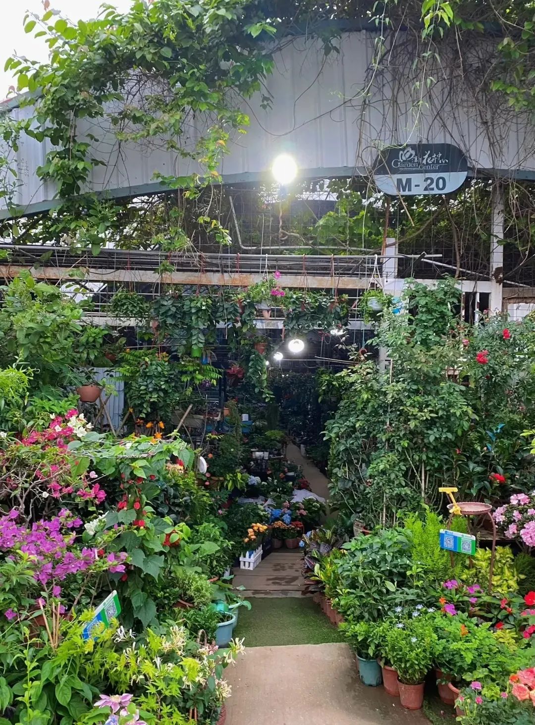 "一半是花草,一半是艺术"的深港花卉中